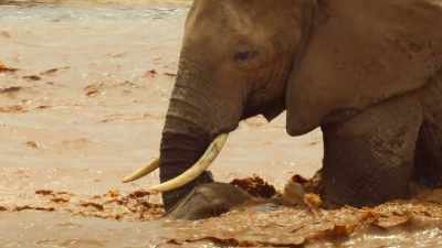 She just about manages
to support him with her trunk. - Wild Babies