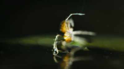 She just deploys her magical silk
once more, - Super/Natural