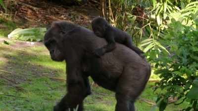 She just grabbed onto Mom's back
and pulled herself up. - Magic of Disney's Animal Kingdom