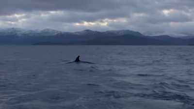 She was just pushing
it through the water. - Secrets of the Whales