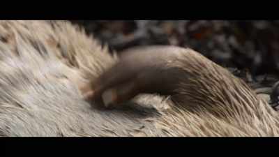 She just wanted to sleep. - Billy & Molly: An Otter Love Story