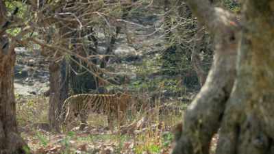 She keeps to the cover of the trees - Attenborough's Life in Colour