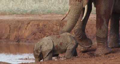 She knows that a weak calf
can easily become trapped in mud, - The Elephant Queen