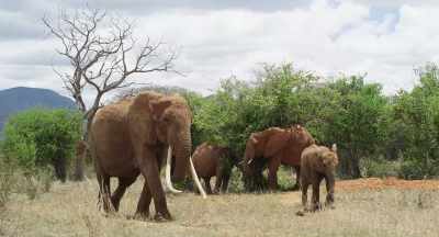 She knows now
that they will have to leave, - The Elephant Queen