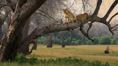 She knows that this is too perilous
a place to make a home. - Dynasties