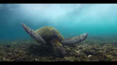 She knows the best algae grows
where the coral can't, - Our Oceans