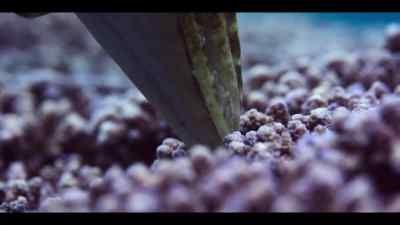 She lays their eggs - Our Oceans