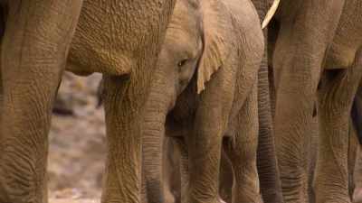 She is leading her family - Our Planet