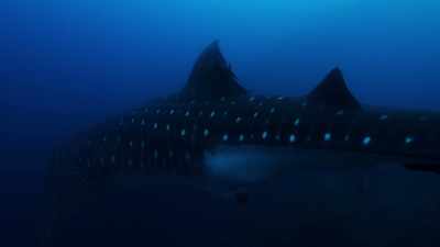 She leads them down
into the darkness. - Blue Planet II