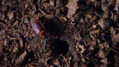 She leads her victim to
an underground burrow. - Micro Monsters with David Attenborough