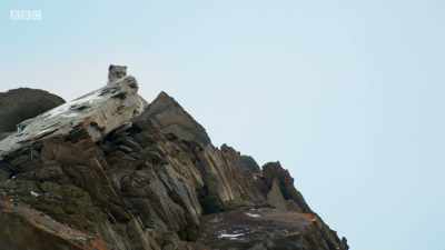 She lets the males know
exactly where she is. - Planet Earth: A Celebration