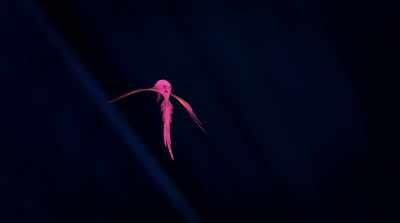 She is like me
This brave swallow, Mei Li - The Swan Princess: A Royal Wedding
