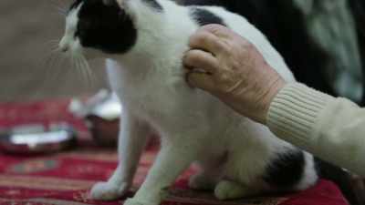She likes tough love. - Kedi