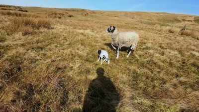 She looks like she really,
really loves the lamb - Our Yorkshire Farm