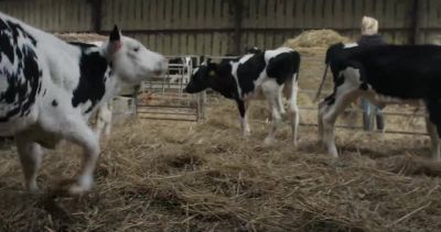 She loves it. - Cow
