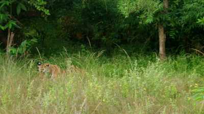 She may be unaware that Raj Bera
is hunting here. - Dynasties