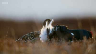 She might only visit this lek
once this year. - Wild Isles