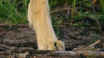 She moves her cubs
every few days… - Surviving Paradise: A Family Tale