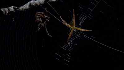 She moves off the web,
so that she can survey the scene. - Micro Monsters with David Attenborough