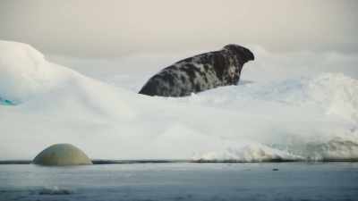 She moves round to the other side. - Frozen Planet II