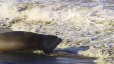 She must return to the sea
to feed herself... - Our Great National Parks