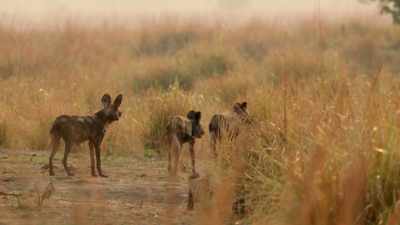 She must sneak them
into position undetected. - Dynasties