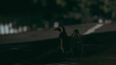 She needs a few more days
to finish fledging. - Penguin Town