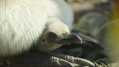 'She needs to build her strength
as quickly as she can... - A Year on Planet Earth