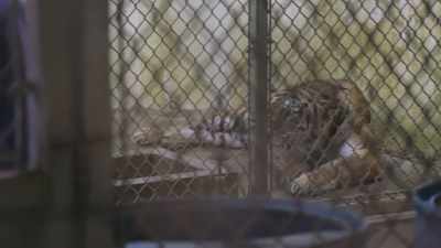 She needs to get out and
she needs to have some freedom. - Secrets of the Zoo