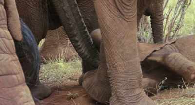 She needs to get strong
so she can keep up with her family. - The Elephant Queen