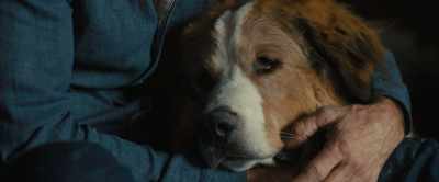 She needs you like I needed you. - A Dog's Journey