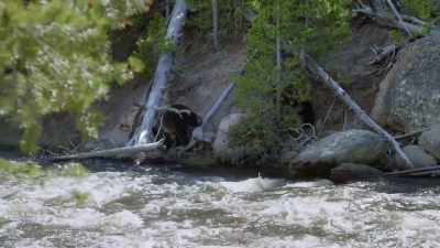 She needs to reach
hunting grounds - Epic Yellowstone