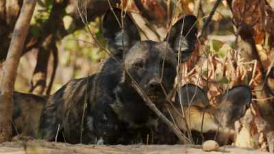 She not only leads the hunting trips, - Dynasties
