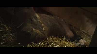 - She not only produced
some of the biggest litters... - The Biggest Little Farm: The Return