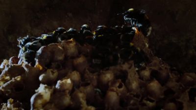 She now has hundreds of daughters. - Tiny World