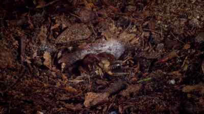 She pulls her prey into the burrow - - Micro Monsters with David Attenborough