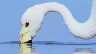 She put all her surplus
food and energy - Attenborough's Life in Colour