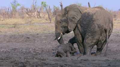 She realized
that she had to enable it to breathe - In the Footsteps of Elephant