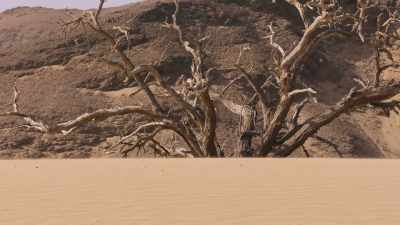 She recalls every
feature of this landscape - The Secret Lives of Animals