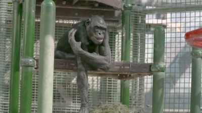 She has regained the function
in the left side of her body - Secrets of the Zoo