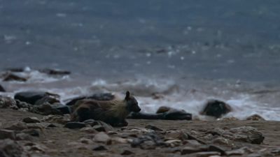 She repositions amongst the rocks... - Earth at Night in Color