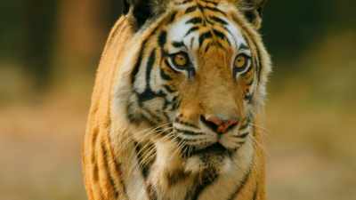 She was rescued by the park authorities - Dynasties