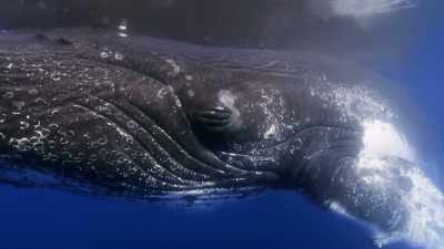 "She rests at the surface
for an hour or more..." - Secrets of the Whales
