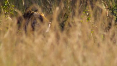 She risks a look. - Our Planet