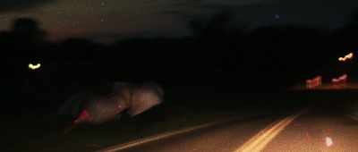 She said its knees were on
backwards, - The Mothman Legacy