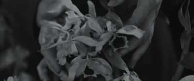 She said,
"You never brought me orchids." - The Pigeon Tunnel