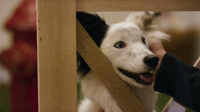 She says "adopt me." - The Attraction Test
