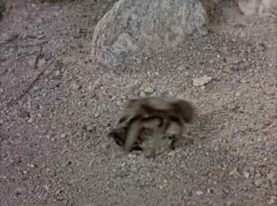 She scores again and again, - The Living Desert