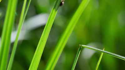 She searches for prey
among the grass stems. - Seven Worlds, One Planet