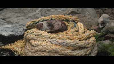 She seemed exhausted. - Billy & Molly: An Otter Love Story